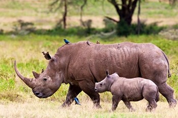 Rhinos Geotours Kenya Nairobi Lake Nakuru 00_783bc_md.jpg